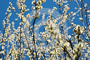 Flowering goat willow (Salix caprea) in spring.