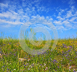 Flowering Golan, Israel