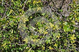 Flowering golden currants in the garden