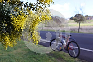 A flowering Golden Wattle Tree by the roadside in Victoria, Australia photo