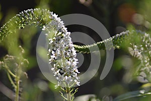 Flowering Gooseneck loosestrife (Lysimachia clethroides) photo