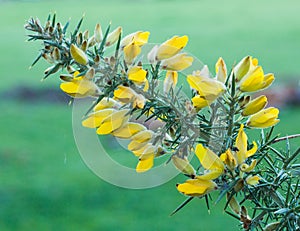 Flowering Gorse