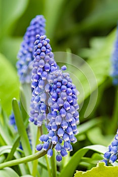 Flowering grape hyacinth bulbs