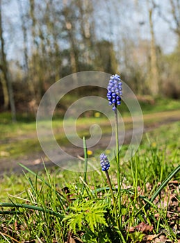 Flowering Grape Hyacinths near a forest