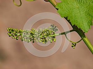 Flowering grape vine
