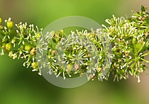 Flowering grape vine