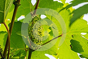 Flowering grapes vine blooming in summer season