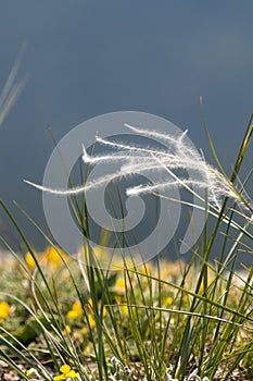 Flowering grass