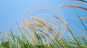 Flowering grass