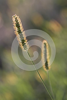 Flowering grass