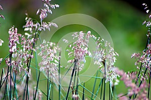 Flowering grass