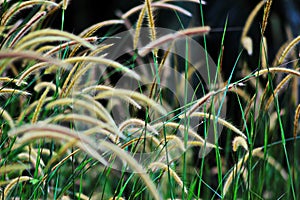 Flowering grass