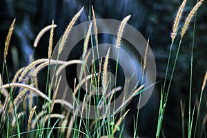 Flowering grass