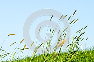 Flowering grass in detail - Allergens - Allergy