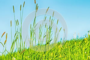 Flowering grass in detail - Allergens - Allergy