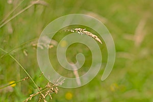 Flowering grass halm hanging down close-up prairie,poaceae