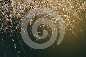 Flowering grass lit from behind with a warm summer evening sun