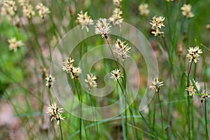 flowering grass in meadow closeup selective focus