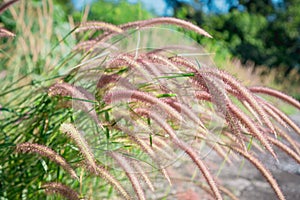 Flowering grass on the morning sun.