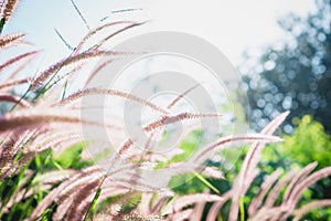 Flowering grass on the morning sun.