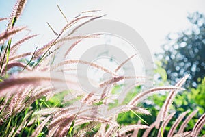 Flowering grass on the morning sun.