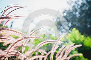 Flowering grass on the morning sun.