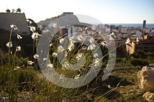 flowering grass in the morning sun. View of Mount Santa Barbara, Alicante, Spain