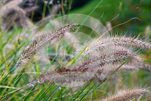 Flowering grass Pennisetum