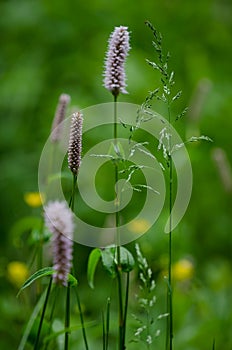 Flowering grass (Poaceae)