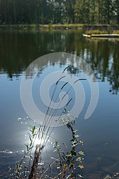 Flowering grass on the shore of the pond