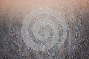 Flowering grass in the wind, indigo blue sky and afternoon sunshine