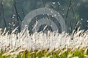 Flowering grasses