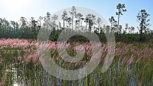 Flowering grasses in pinelands of Everglades National Park, Florida.