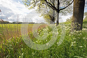 Flowering grasses, wild plants and trees on the edge of a field