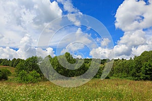 Flowering grassy meadow under blue cloudy sky