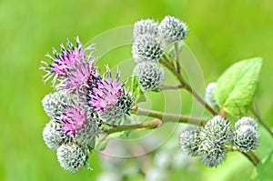 Flowering Great Burdock (Arctium lappa) photo