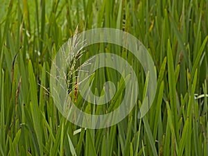 Flowering great manna grass - Glyceria maxima