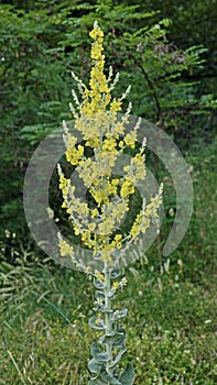 Flowering of the great mullein