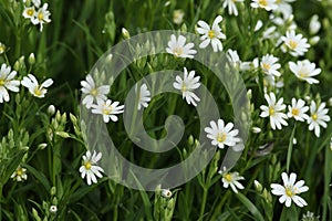 Flowering Greater Stitchwort, Stellaria holostea, growing in the hedgerow in the UK.