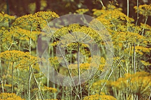 Flowering green dill herbs plant in garden Anethum graveolens. Closeup of fennel flowers on summer time. Agricultural background