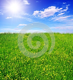 Flowering green field and sun sky