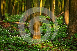 Flowering green forest with white flowers, spring nature background