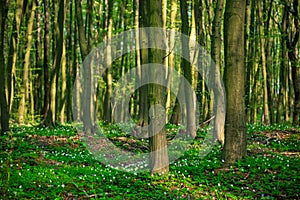 Flowering green forest with white flowers, spring nature background