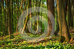 Flowering green forest with white flowers, spring nature background