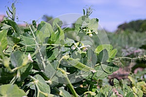 Flowering green peas close-up. Pods with green peas ripen in a pea field