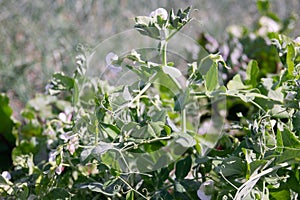 Flowering green peas close-up. Pods with green peas ripen in a pea field