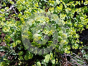 Flowering Green Spurge in spring