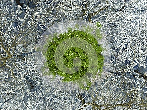 Flowering green tree in a winter forest among snowy bare trees in a top view. Anomaly in nature. Unusual phenomenon due to climate