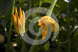 Flowering green zucchini courgettes in the garden, yellow flowers from vegetables. photo