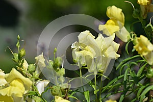 Flowering ground cover